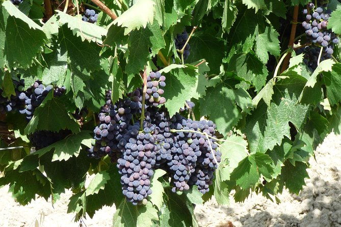 gourmet-wine-tour-san-gimignano-wine-tasting-san-quirico-winery