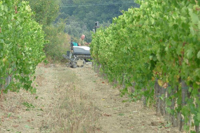 gourmet-wine-tour-san-gimignano-wine-tasting-san-quirico-winery