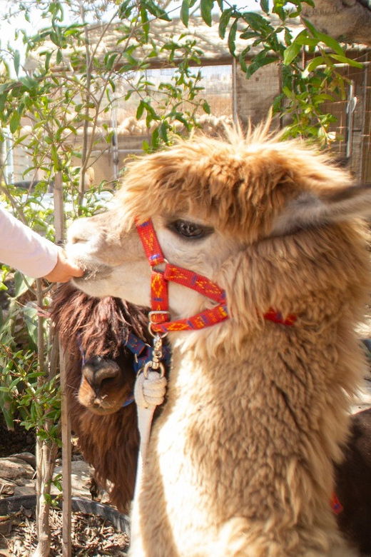 gozo-alpaca-walks-with-feeding-and-farm-visit