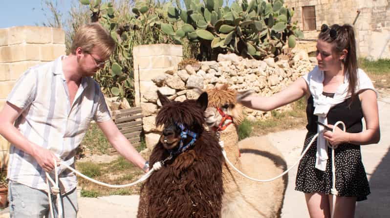 gozo-alpaca-walks-with-feeding-and-farm-visit