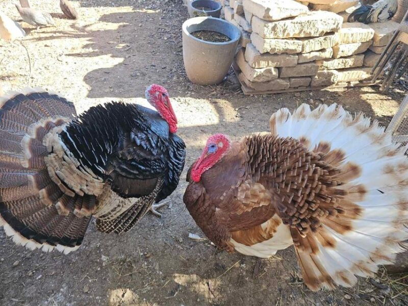gozo-alpaca-walks-with-feeding-and-farm-visit