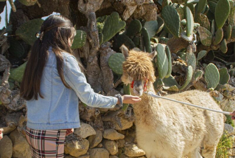 gozo-alpaca-walks-with-feeding-and-farm-visit