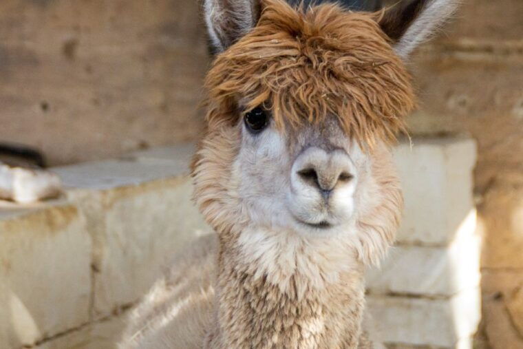 gozo-alpaca-walks-with-feeding-and-farm-visit