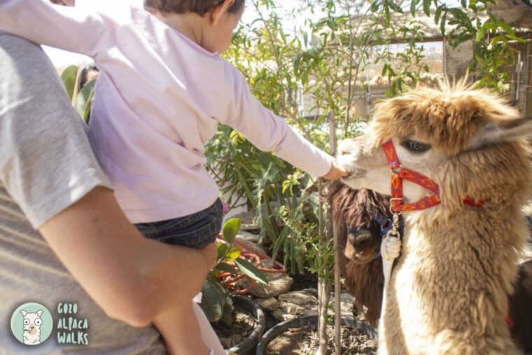 gozo-alpaca-walks-with-feeding-and-farm-visit