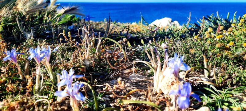 Gozo Unveiled Hiking: A Guided Hike tour in Gozo- North East - St. Anthony’s Battery: A Slice of Military History
