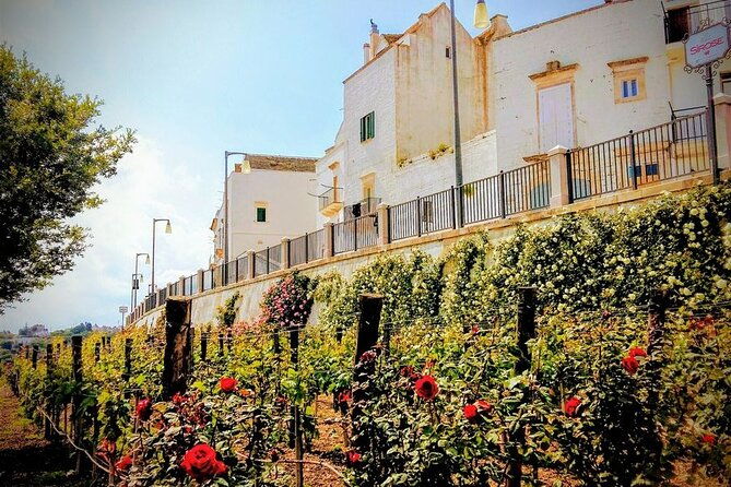 gps-self-guide-locorotondoalberobello-tasting-in-the-vineyard