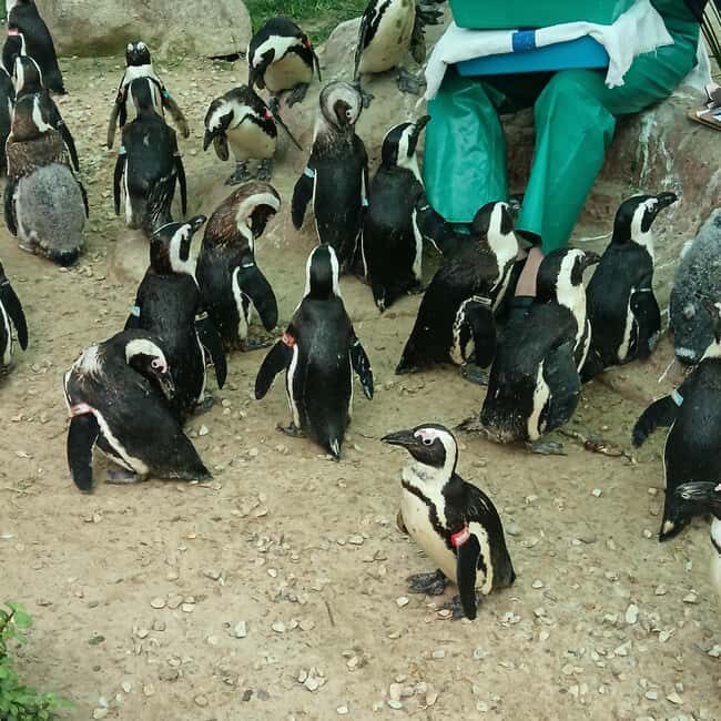 Gqeberha:Addo Elephant National Park and Coastal Tour Combo - Scenic Coastal Drive and Coastal Landmarks
