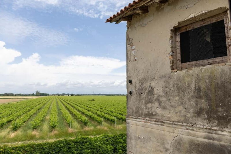 Grado: Journey into Ceramics with Tour & Wine Tasting - The Showroom and Shopping