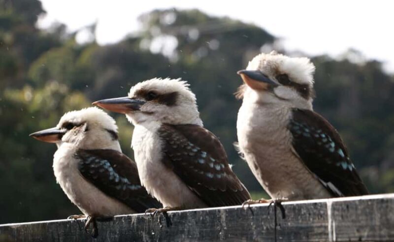 Grampians National Park Small-Group Eco Day Tour - Lookouts with Panoramic Vistas