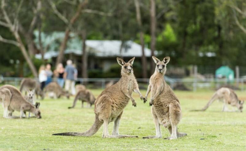 Grampians National Park Small-Group Eco Day Tour - Dining and Departure
