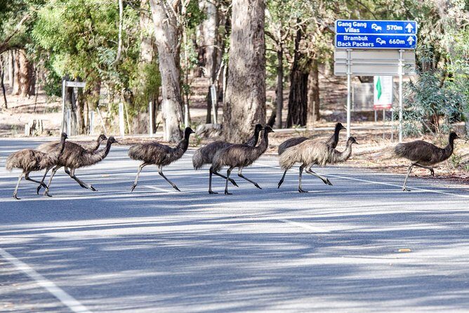 Grampians National Park with MacKenzie Falls and Kangaroos - Final Thoughts