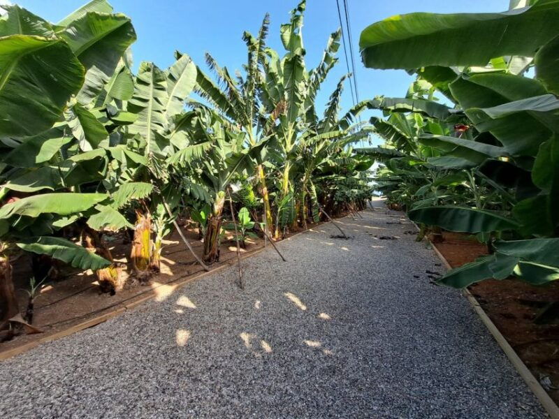gran-canaria-banana-world-guided-tour-tasting