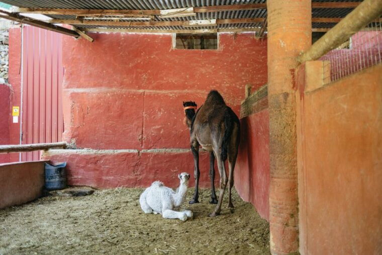 gran-canaria-camel-ride-safari-w-optional-food-transport