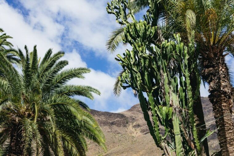 gran-canaria-camel-ride-safari-w-optional-food-transport