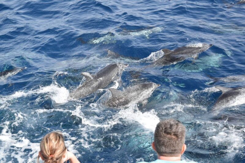 gran-canaria-dolphin-and-whale-watching-cruise-2