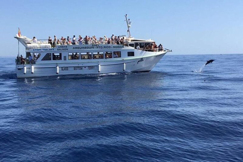 Gran Canaria: Dolphin and Whale Watching Cruise - Key Points