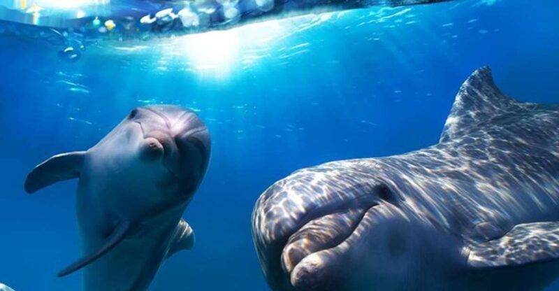 Gran Canaria: Dolphin and Whale Watching Cruise - Overview of the Experience