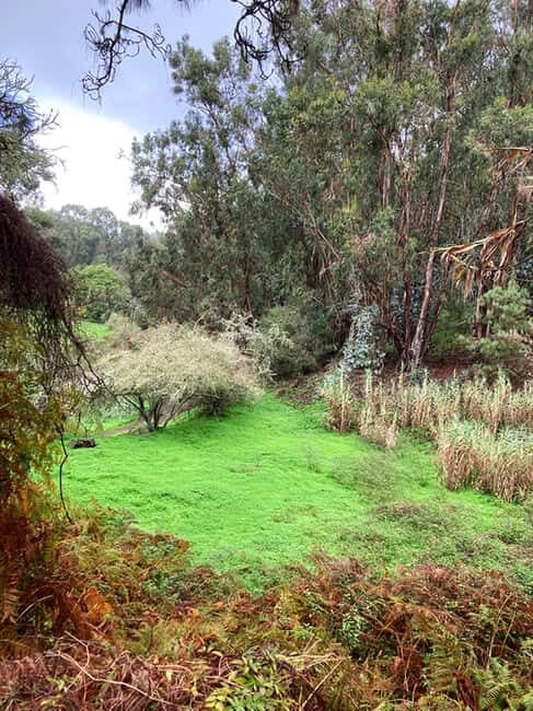 Gran Canaria: excursion to the Laurisilva Forest - Exploring the Laurisilva Forest in Gran Canaria: A Nature Lover’s Dream