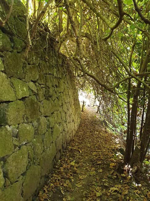 Gran Canaria: excursion to the Laurisilva Forest - Practical Details: What You Need to Know