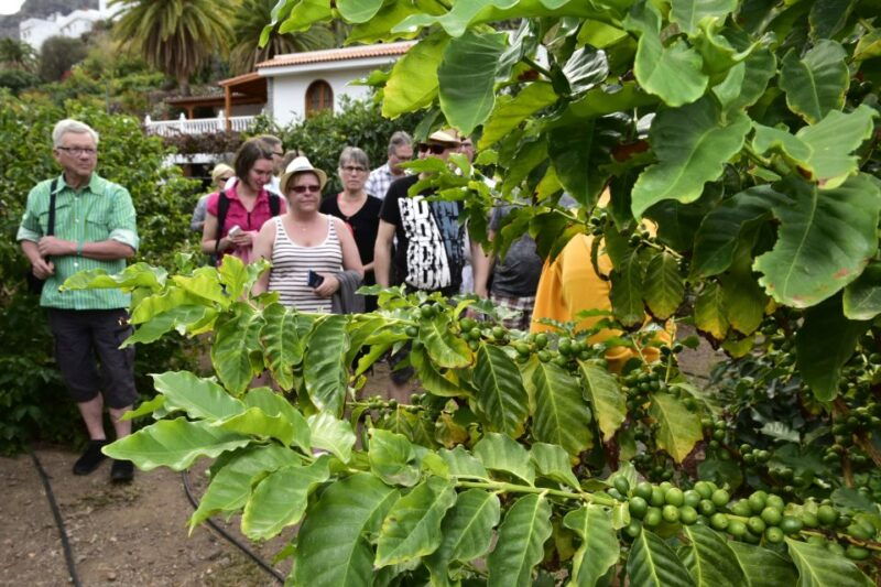 gran-canaria-grand-island-tour-by-bus-with-transfers