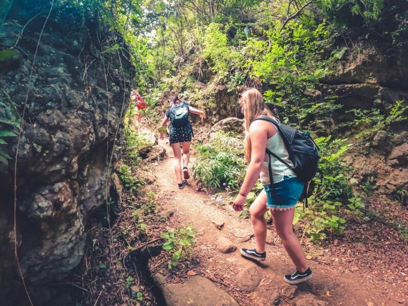 gran-canaria-guided-day-tour-to-rainforest-with-tasting