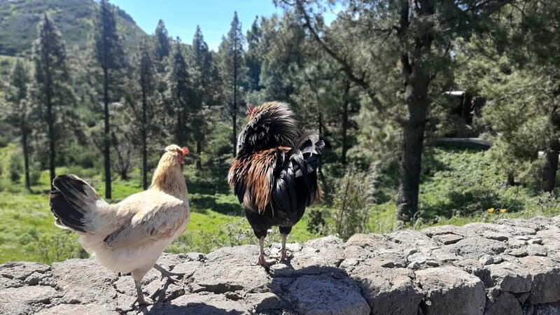 Gran Canaria: Highlights & hidden gems by 2 local guides - Frequently Asked Questions