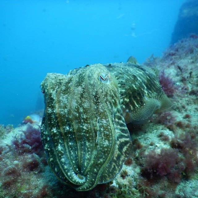 gran-canaria-morning-scuba-dive