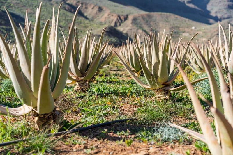 Gran Canaria Peaks in Minibus: Firgas, Teror, Aloe Vera tour - Key Points