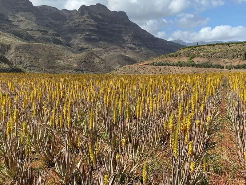 Gran Canaria Peaks in Minibus: Firgas, Teror, Aloe Vera tour - Frequently Asked Questions
