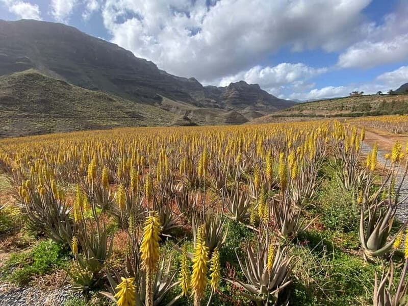 Gran Canaria Peaks in Minibus: Firgas, Teror, Aloe Vera tour - Final Thoughts