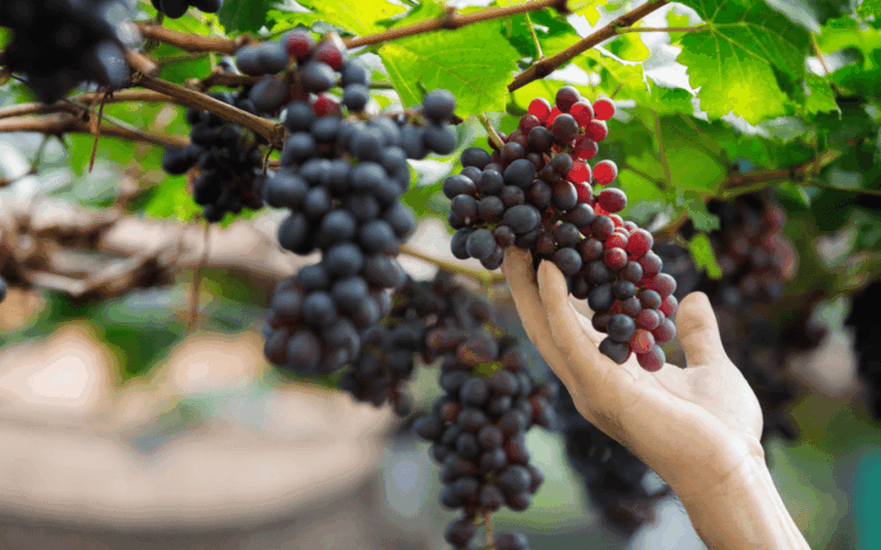 gran-canaria-rum-wines-and-banana-tour