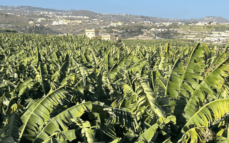 gran-canaria-rum-wines-and-banana-tour