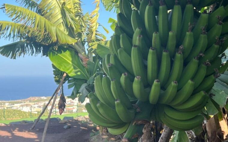 gran-canaria-rum-wines-and-banana-tour