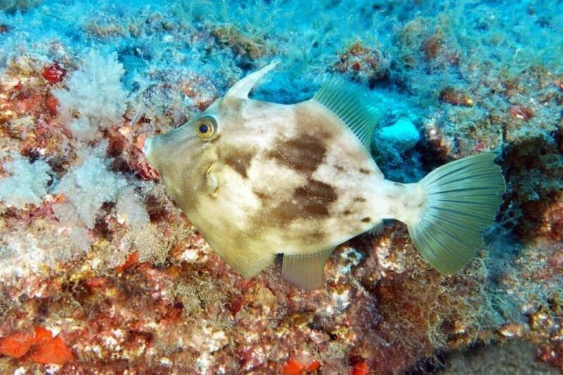 gran-canaria-scuba-diving-for-beginners