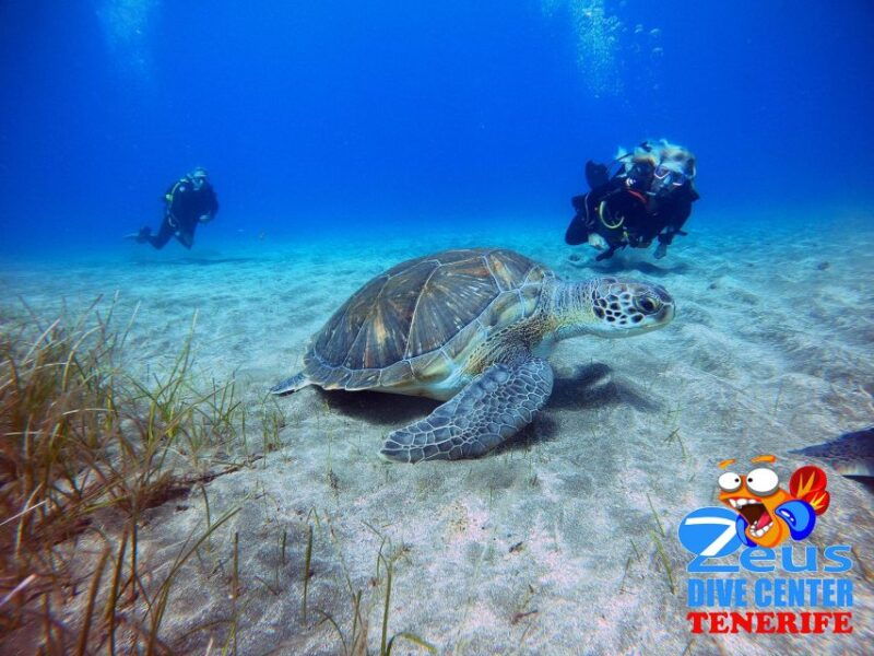 gran-canaria-scuba-diving-for-certified-divers