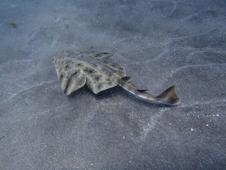 gran-canaria-scuba-diving-for-certified-divers