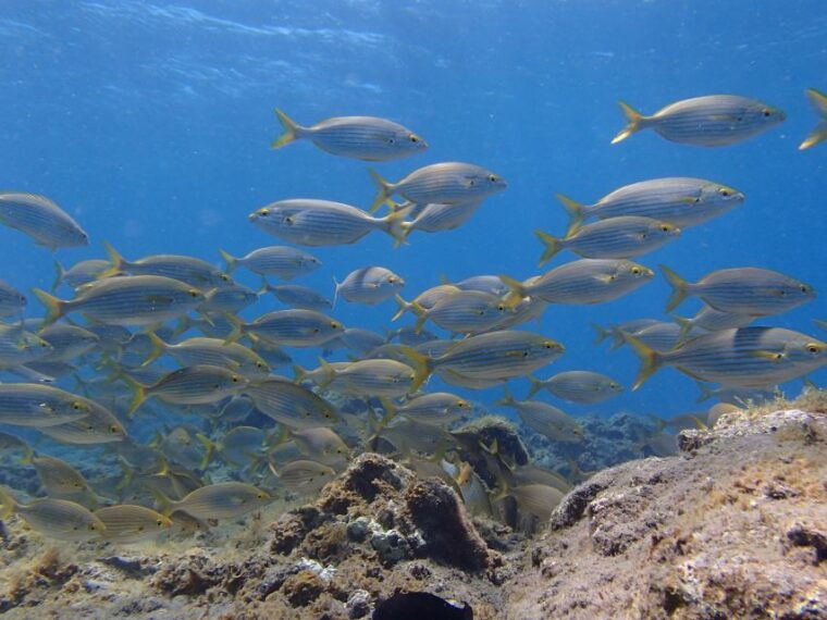gran-canaria-scuba-diving-for-certified-divers