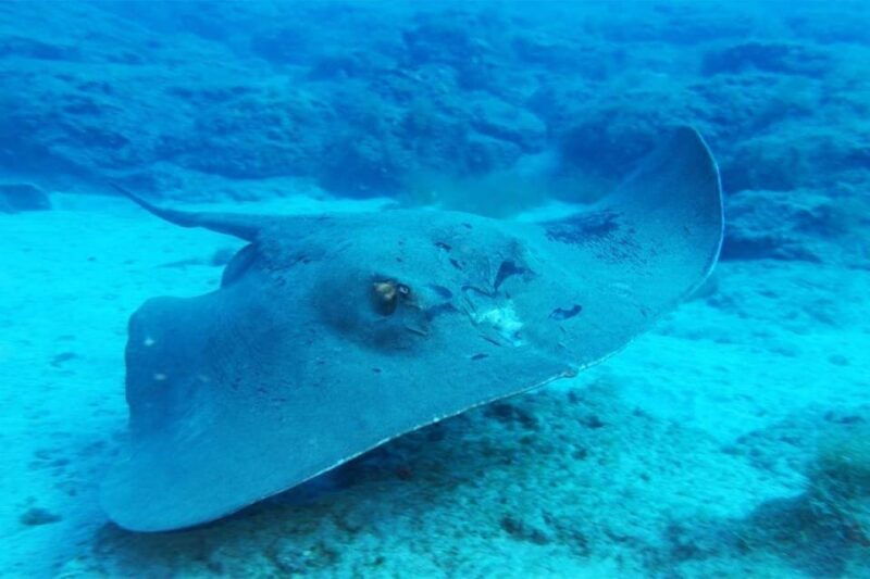 gran-canaria-snorkeling-trip