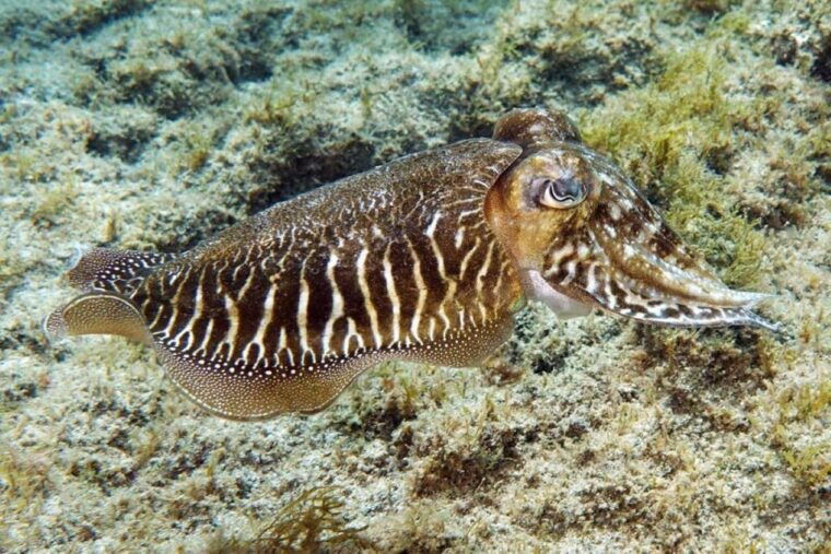 gran-canaria-snorkeling-trip