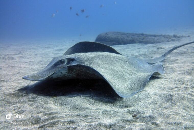 gran-canaria-try-scuba-diving-for-beginners