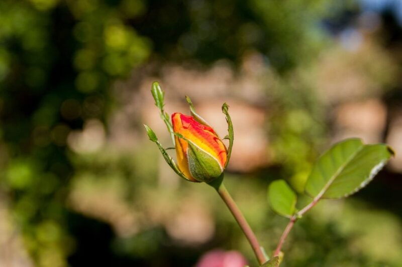 granada-alhambra-gardens-generalife-alcazaba-guided-tour