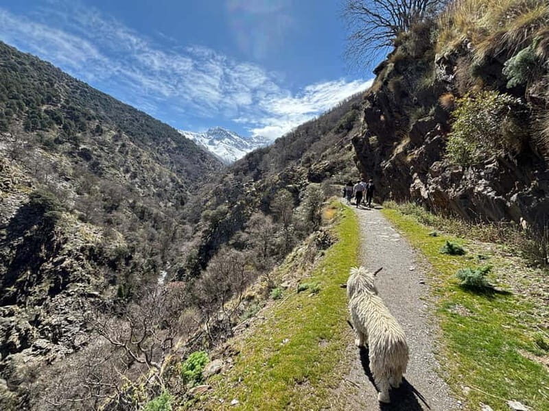 Granada: High Sierra Nevada Hiking Tour to 3000 Meters - An In-Depth Look at the Sierra Nevada Hiking Tour
