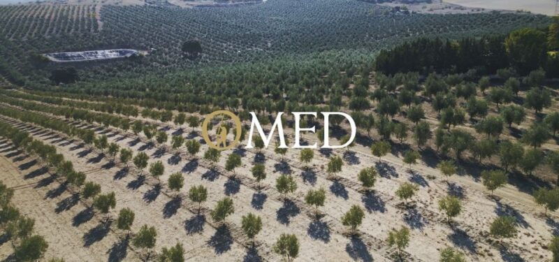 granada-in-evoo-become-a-real-olive-harvester-for-a-day