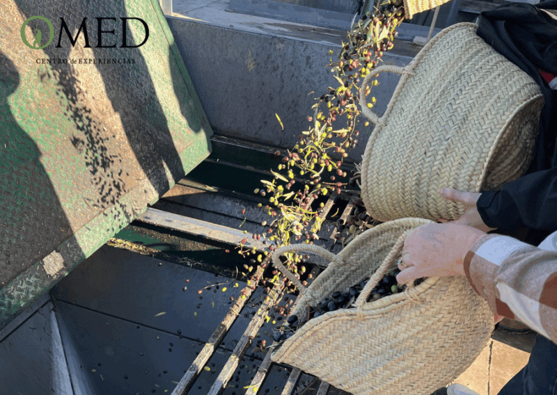 granada-in-evoo-become-a-real-olive-harvester-for-a-day