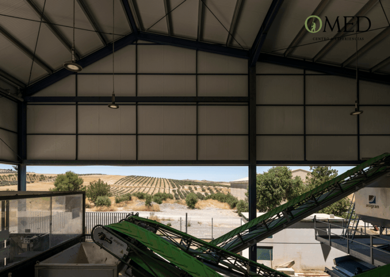 granada-in-evoo-become-a-real-olive-harvester-for-a-day