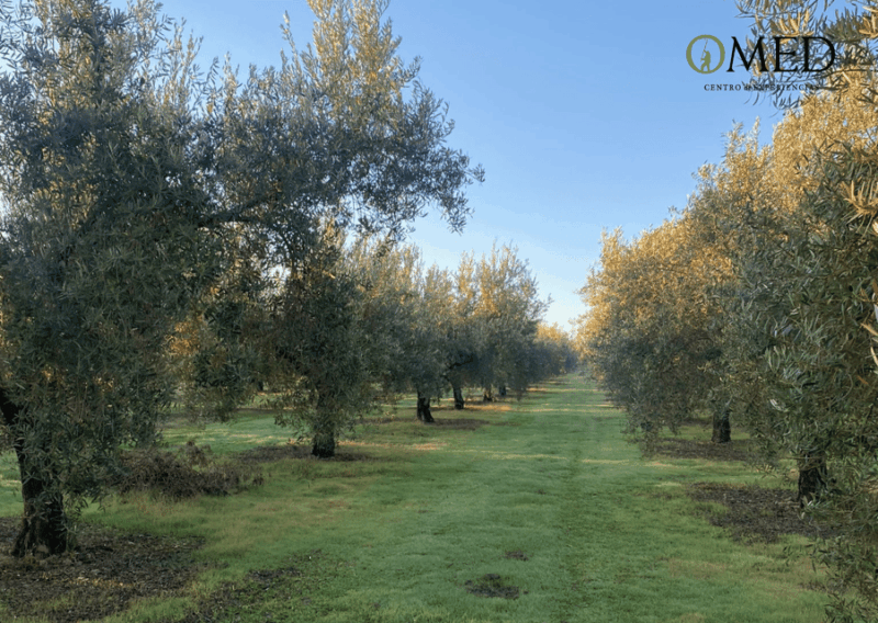 granada-in-evoo-olive-grove-guided-tour-and-sensory-tasting