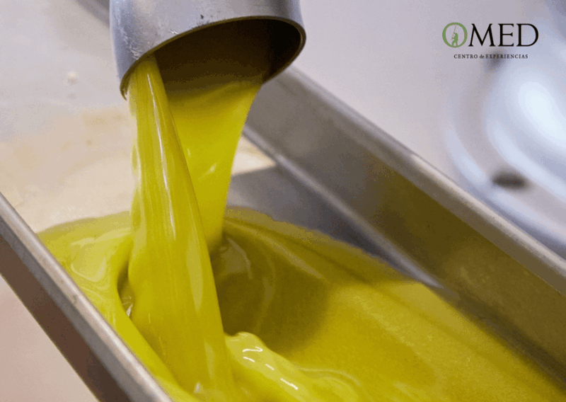 granada-in-evoo-olive-grove-guided-tour-and-sensory-tasting
