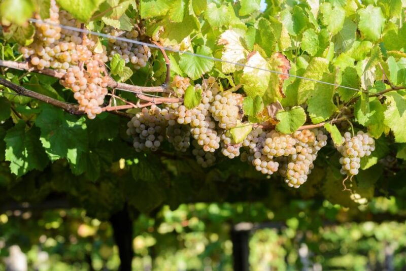 granbazan-winery-guided-tour-and-wine-tasting