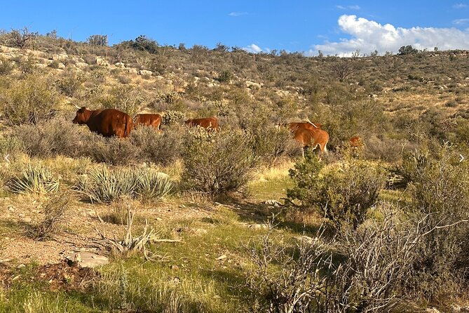 grand-canyon-atv-tour