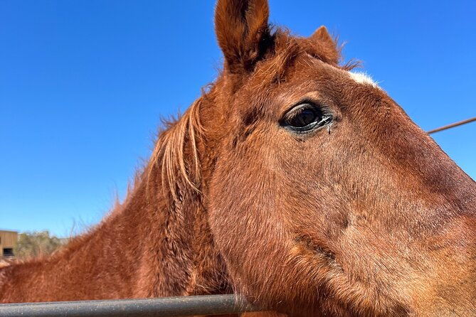 grand-canyon-atv-tour-horseback-riding-tour-2